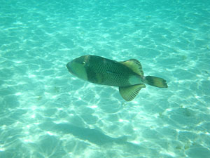 Малайзия, Реданг, курорт Berjaya Redang Beach Resort, авг'09