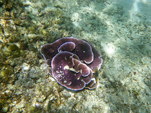 Малайзия, Реданг, курорт Berjaya Redang Beach Resort, авг'09