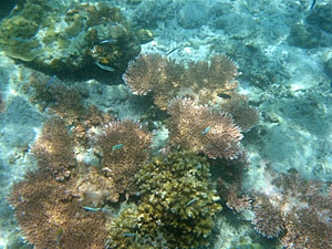 Малайзия, Реданг, курорт Berjaya Redang Beach Resort, авг'09