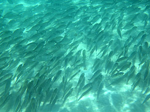 Малайзия, Реданг, курорт Berjaya Redang Beach Resort, авг'09