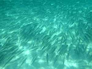 Малайзия, Реданг, курорт Berjaya Redang Beach Resort, авг'09