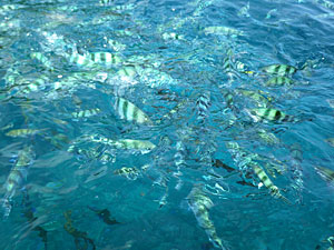 Малайзия, Реданг, курорт Berjaya Redang Beach Resort, авг'09