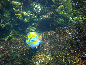 Малайзия, Реданг, курорт Berjaya Redang Beach Resort, авг'09