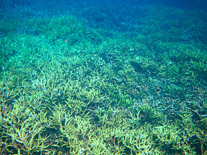 Малайзия, Реданг, курорт Berjaya Redang Beach Resort, авг'09