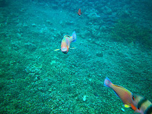 Малайзия, Реданг, курорт Berjaya Redang Beach Resort, авг'09