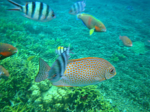 Малайзия, Реданг, курорт Berjaya Redang Beach Resort, авг'09