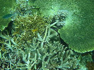 Малайзия, Реданг, курорт Berjaya Redang Beach Resort, авг'09