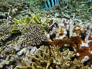 Малайзия, Реданг, курорт Berjaya Redang Beach Resort, авг'09