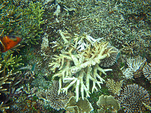 Малайзия, Реданг, курорт Berjaya Redang Beach Resort, авг'09