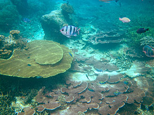 Малайзия, Реданг, курорт Berjaya Redang Beach Resort, авг'09